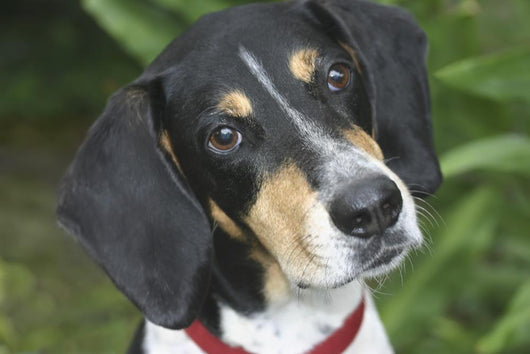 Hound Dog Wall Mural
