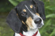 Hound Dog Wall Mural