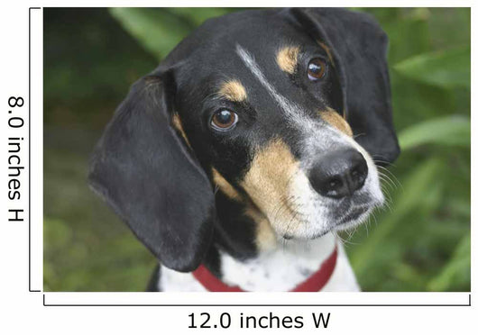 Hound Dog Wall Mural