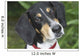 Hound Dog Wall Mural
