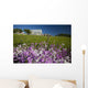 Phlox Flowers Growing Along Roadside, Clinton, Prince Edward Island Wall Mural