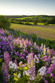 Lupins And Phlox Flowers, Clinton, Prince Edward Island Wall Mural