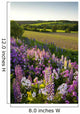 Lupins And Phlox Flowers, Clinton, Prince Edward Island Wall Mural