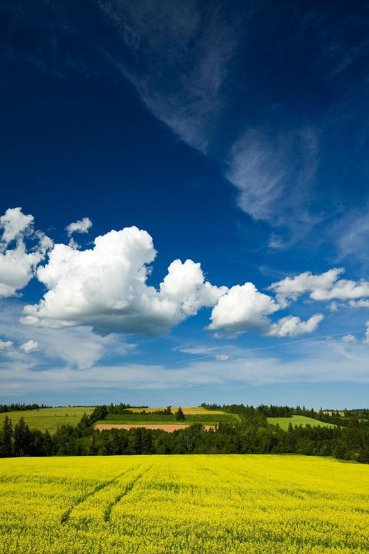Dramatic Cumulus Clouds Over Canola Field Wall Mural