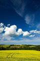 Dramatic Cumulus Clouds Over Canola Field Wall Mural