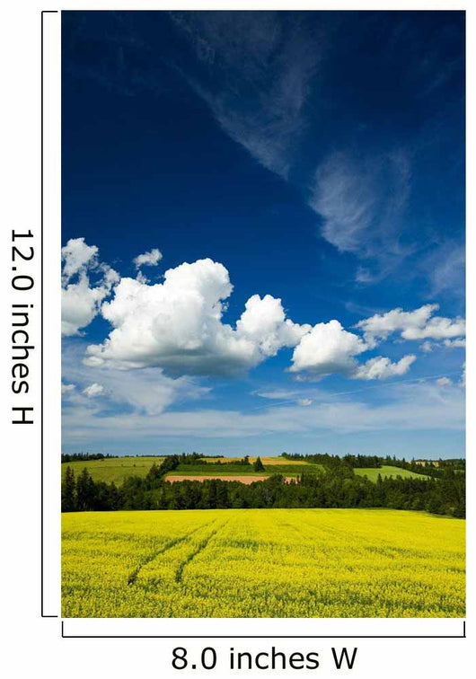 Dramatic Cumulus Clouds Over Canola Field Wall Mural