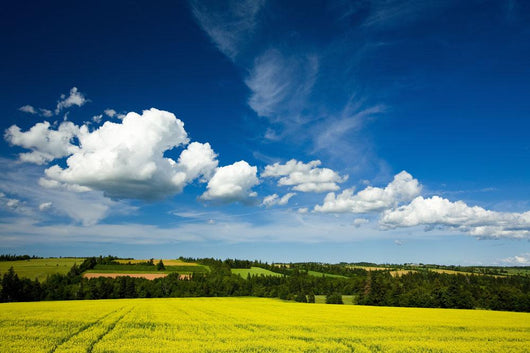 Dramatic Cumulus Clouds Over Canola Field Wall Mural