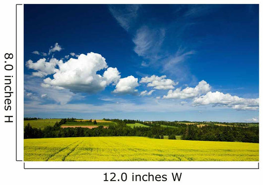 Dramatic Cumulus Clouds Over Canola Field Wall Mural