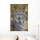 Tk0568, Thomas Kitchin Wall Mural