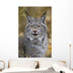 Tk0568, Thomas Kitchin Wall Mural