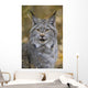 Tk0568, Thomas Kitchin Wall Mural