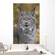 Tk0568, Thomas Kitchin Wall Mural