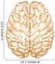 Brain Wall Decal