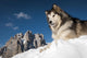 The King of the Mountain Wall Mural