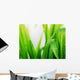 Wet green grass Wall Mural