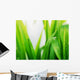 Wet green grass Wall Mural