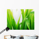 Wet green grass Wall Mural