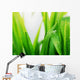 Wet green grass Wall Mural