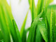 Wet green grass Wall Mural