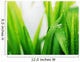 Wet green grass Wall Mural