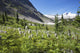 Mountain Meadow With Wildflowers And Glacier Mountains Wall Mural