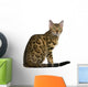 Side view of Bengal kitten (7 months), sitting Wall Decal