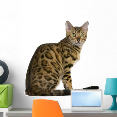 Side Bengal Kitten 7 Wall Decal shown on a wall