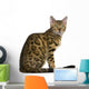 Side view of Bengal kitten (7 months), sitting Wall Decal