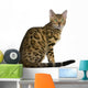 Side view of Bengal kitten (7 months), sitting Wall Decal