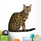 Side view of Bengal kitten (7 months), sitting Wall Decal