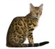 Side view of Bengal kitten (7 months), sitting Wall Decal