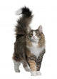 Norwegian Forest Cat, standing and looking up Wall Decal