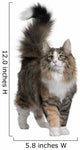 Norwegian Forest Cat, standing and looking up Wall Decal