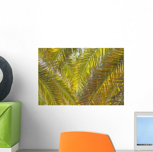 Backlit Palm Leaves Wall Mural