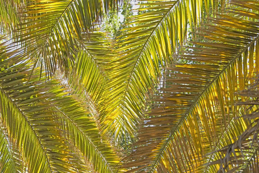 Backlit Palm Leaves Wall Mural