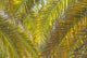 Backlit Palm Leaves Wall Mural