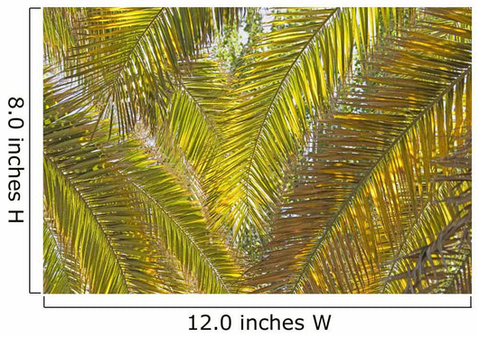 Backlit Palm Leaves Wall Mural