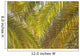 Backlit Palm Leaves Wall Mural