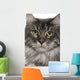 Up Maine Coon 2 Wall Mural