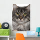 Up Maine Coon 2 Wall Mural