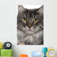 Up Maine Coon 2 Wall Mural