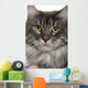 Up Maine Coon 2 Wall Mural