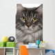 Up Maine Coon 2 Wall Mural
