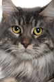 Up Maine Coon 2 Wall Mural