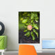 Apple Growing In The Rain In Okanagan Valley Wall Mural