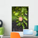 Apple Growing In The Rain In Okanagan Valley Wall Mural