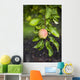 Apple Growing In The Rain In Okanagan Valley Wall Mural
