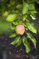 Apple Growing In The Rain In Okanagan Valley Wall Mural