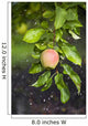 Apple Growing In The Rain In Okanagan Valley Wall Mural