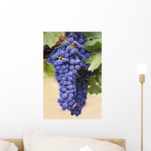 Grapes Growing On The Vine In Okanagan Valley Wall Mural